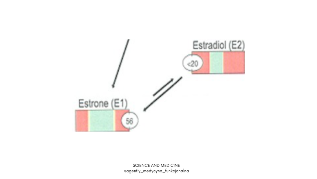 Relacje estron - estradiol. 